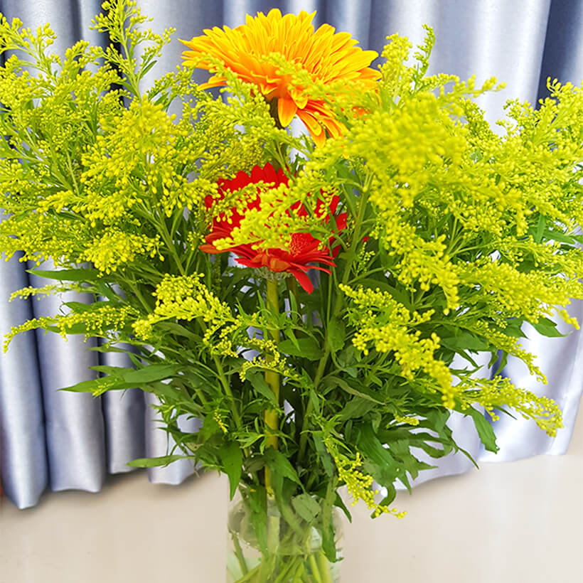 Hoa Hoàng Anh | Biểu tượng của một tình yêu đẹp, chân thành